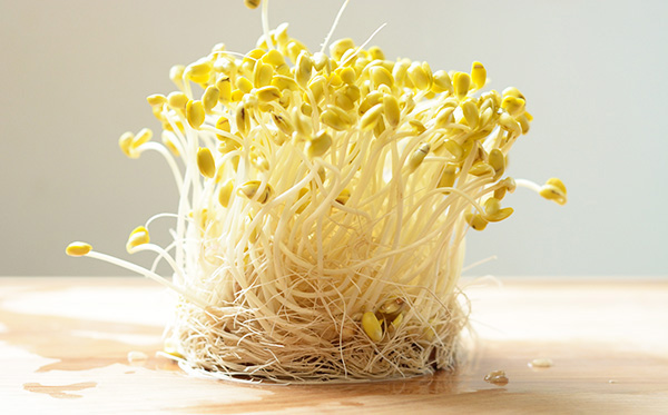 不管多忙都可種豆芽菜  3 種方法簡單孵黃豆芽  原來新鮮最重要  How to Sprout Soybean